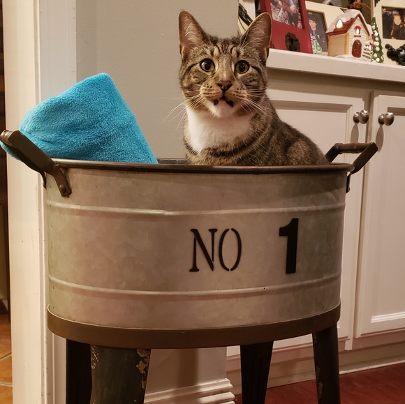 Meet your Posher, Stephanie - Picture 8 of 11